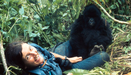 fossey-playing-with-gorilla